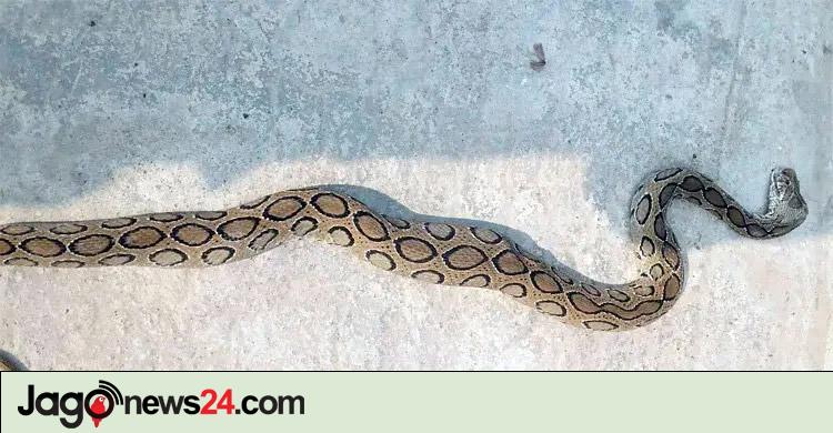রাজশাহী / হাজার ছাড়িয়েছে সাপে কাটা রোগী, আতঙ্কের নাম ‘রাসেলস ভাইপার’