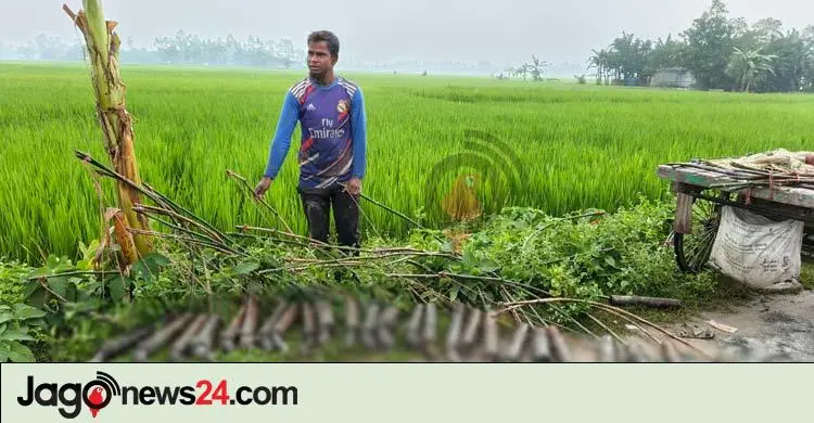 বাঁশের ফাঁদে ইঁদুর মেরে আসাদুজ্জামানের মাসিক আয় ৪০ হাজার টাকা