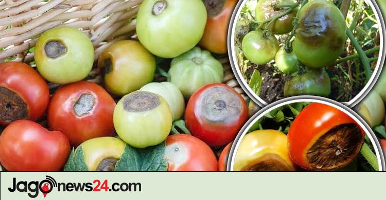টমেটোর এই রোগের নাম শুনেছেন, করণীয় কী?