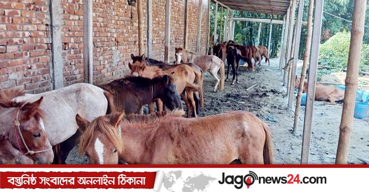 গাজীপুরে ফের ঘোড়ার মাংস বিক্রি, কসাইকে জরিমানা