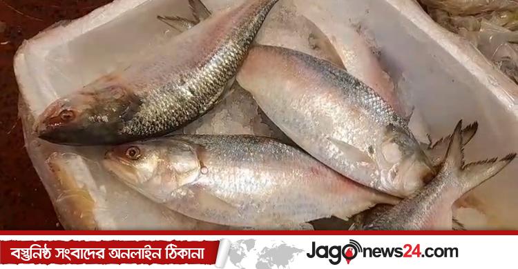 চলতি বছর বাংলাদেশ থেকে কম ইলিশ পাওয়ায় হতাশ কলকাতাবাসী