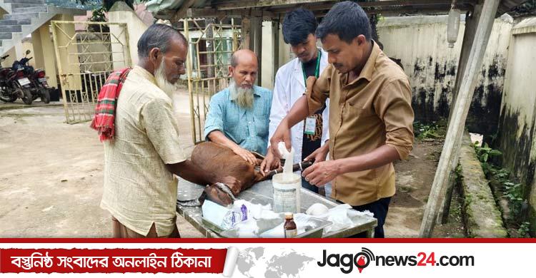 গাইবান্ধায় ‘তথ্য গোপনে’ ছড়াচ্ছে অ্যানথ্রাক্স