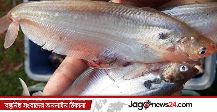 ভারতে চাহিদা বেড়েছে বাংলাদেশের পাবদা মাছের