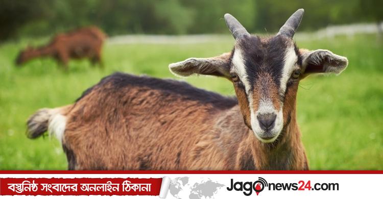 মানত গোশত খাওয়া ও খাওয়ানোর বিধান