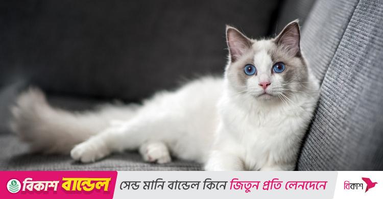 বিড়াল প্রসঙ্গে যা বলেছেন মহানবী (সা.)